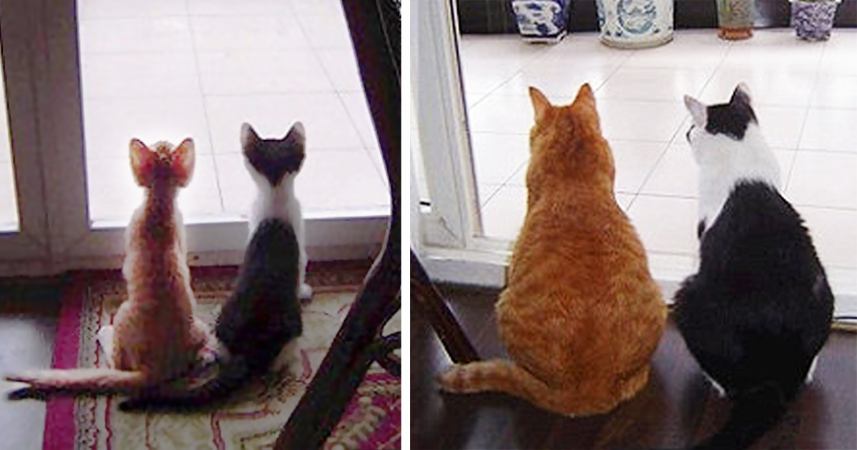 before-and-after-growing-up-cats-fb2.jpg